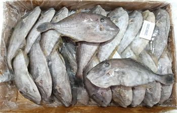 FROZEN LEATHER JACKET FISH WHOLE - KUBER SEA FOODS - India