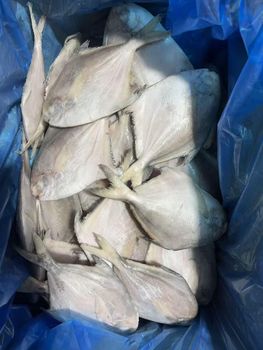 Frozen silver pomfret Type whole round Shelf Life 2 years Packaging 18958685544 Form Canned, Fillet, Fillets, Loin, Steak,portions, Wr,fillets, Wr,hgt,fillets, Wr/tube/strip/ring/tentacle/flower/t+t/wing - Taizhou xingwang aquatic product co.,ltd - China