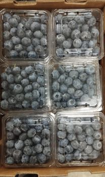 BLUEBERRIES BOX 1.5 KG - PERUVIAN SACRED WOOD S.R.L. - Peru