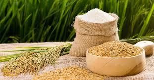 Jasmine/ PERFUMED RICED Packaging – product photo, Brown Jasmine Rice products found from trusted suppliers, wholesalers, manufacturers & exporters Listing