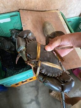 Live Mud Crab Box Weight Approx. 23–25 Kg Net Per Box Shipping Mode Air Freight Or Express Reefer Container Custom Packaging Available As Per Client Specifications - BF GLOBAL TRADING (PTY) LTD - South Africa