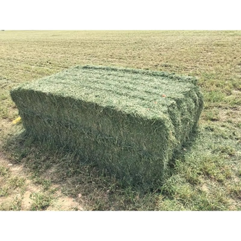 Fresh Alfalfa Hay Natural And High Quality Alfalfa Hay Supplied In Bulk For Livestock Farms - AGRO AFRIQUE COMPANY LIMITED - Tanzania