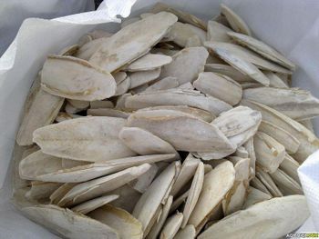 Natural Dried Cuttlefish Bone Are Exported at Good Prices Fresh Seafood Products Nutritious Sugar-Free - CPW TRADE LTD - United Kingdom