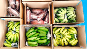 Banana from Sunbright Industries Pvt Ltd Banana - Sunbright Industries Pvt Ltd - India