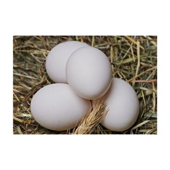 Fresh Table Eggs - W&E HOLDING BV - Netherlands