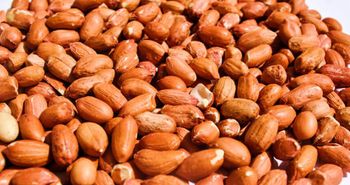 Peanuts - Aloloa Elkhadra for import and export - Sudan