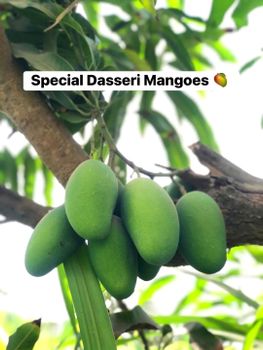 Pakistan export mango 🥭 – product photo, Fresh Green Mango products found from trusted suppliers, wholesalers, manufacturers & exporters Listing