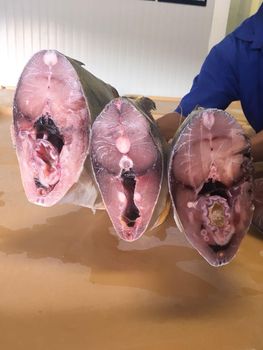Frozen Trevally (Caranx Hippos) Size variety Quality Premium quality, sustainably sourced Intended Use Suitable For Wholesale And Processing - MARGANZO SEAFOOD - Mexico