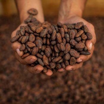 Raw Cocoa bean offered at factory price Cocoa bean from trusted farms ensuring rich taste and aroma - AGRO AFRIQUE COMPANY LIMITED - Tanzania