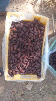 Khuzri fresh Dates Saudia arabia from Blink Retail LLC Khuzri fresh Dates Saudia arabia - Blink Retail LLC - Saudi Arabia