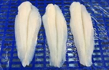 Frozen Pangasius Fillets, Welltrimmed, Net 80%. Size 220G+ Form Fillets Origin Vietnam Delivery Form Container Address +84 965 41 43 81 - FATIFISH COMPANY LIMITED - Vietnam