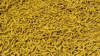 Turmeric Finger from Narayanee Enterprises Turmeric Finger - Narayanee Enterprises - India