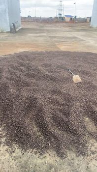 Palm Kernel Shell (PKS) from Palmatra Limited Palm Kernel Shell (PKS) - Palmatra Limited - Nigeria