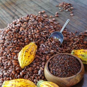 Dried Cocoa Beans For Chocolate Processing And Confectionery Manufacturing With Full Cocoa Flavor Natural Aroma from EAST LAND PROPERTIES Dried Cocoa Beans For Chocolate Processing And Confectionery Manufacturing With Full Cocoa Flavor Natural Aroma - EAST LAND PROPERTIES - Tanzania