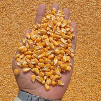 Yellow and White Maize, Dried Yellow Corn, Popcorn, White Corn Maize / White Maize / Corn (NON GMO) for Human Consumption - AGRONOVA - United States