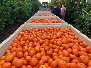 Premium Nadorcott Mandarins from South Africa!! CLASS 1 Export Quality! NEW CROPS!! from NINE FRUITS EXPORTS (PTY) LTD Premium Nadorcott Mandarins from South Africa!! CLASS 1 Export Quality! NEW CROPS!! - NINE FRUITS EXPORTS (PTY) LTD - South Africa
