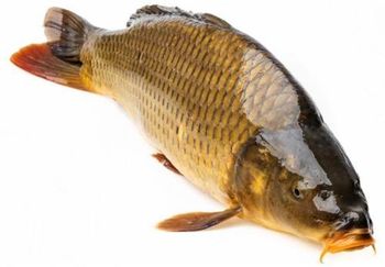 FRESH FROZEN CARP - VEKO GLOBAL LLC - Ukraine
