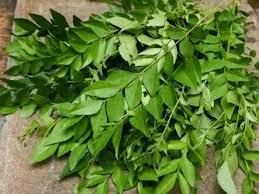 Fresh Curry Leaves (Tamil Nadu Origin) Transport Mode Air Cargo Incoterms FOB India, Fob India Minimum Order Quantity 20–40 Kg - Cirpe Cargo & Logistics - India