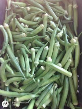 Vegetables from Milan Enterprises Vegetables – product photo, Top Quality Products