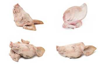 PIG HEAD - TUAPPYA TRADING GROUP - Colombia