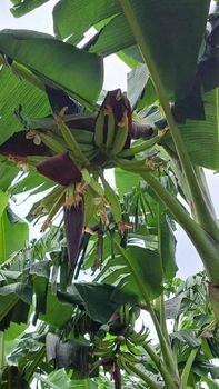 Fresh, and matured premium plantains - Copecam - Cameroon