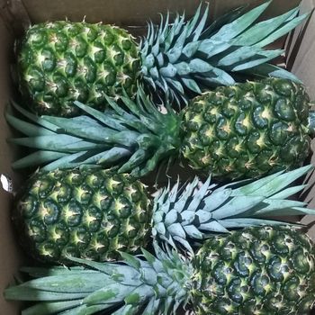 Yellowish and Green Fresh Pineapple High-Quality Fresh Fruit Export Standards from Vietnam Supplier - C&C INTERNATIONAL FOOD JOINT STOCK COMPANY - Vietnam