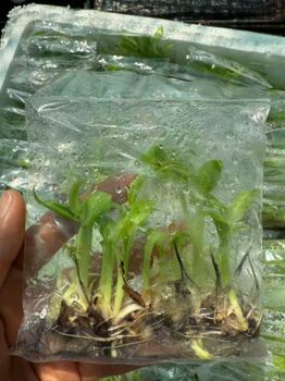 BANANA TISSUE CULTURE CAVENDISH from UJP AGRIVENTURES BANANA TISSUE CULTURE CAVENDISH - UJP AGRIVENTURES - Philippines