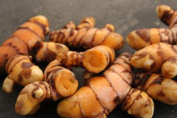 Raw Turmeric (Non Dried) from Nav Enterprises Raw Turmeric (Non Dried) - Nav Enterprises - India