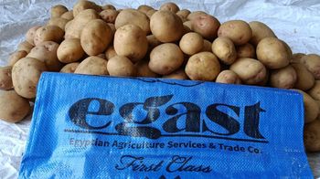 Fresh Potato - Egast - Egypt