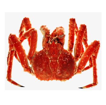 Wholesale Cheap Price Best Quality Live Red king crab For Sale Worldwide Exports  -  CALIPSO POLSKA SP Z OO  - Poland