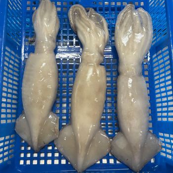 Frozen Squid Tubes Prepared For Hospitality Kitchens Seafood Distributors And International Food Ingredient Supply - TOSOH INTERNATIONAL - South Africa