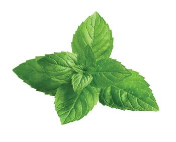 Mentha piperita Grade Organic Shelf Life 2years Packaging Plastic bags Key Active Compound Menthol Scientific Name Mentha Piperita - ALBA GRUPS Ltd. - Bulgaria
