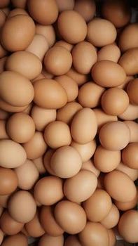 Superior Rose Island Hatching Eggs For Incubation Breeding And Poultry Hatchery Use from CPW TRADE LTD Superior Rose Island Hatching Eggs For Incubation Breeding And Poultry Hatchery Use - CPW TRADE LTD - United Kingdom