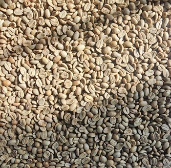 Exotic and Flavorful | Coffee Bean Arabian (Coffea Arabica) Whole Bean Coffee | Best Roasted Coffee Beans Online - Stock Trading Company - United States