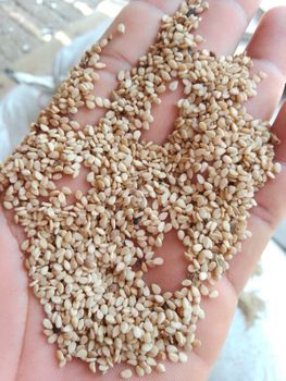 Sesame seed from Naimat ullah commission shop Sesame seed - Naimat ullah commission shop - Pakistan
