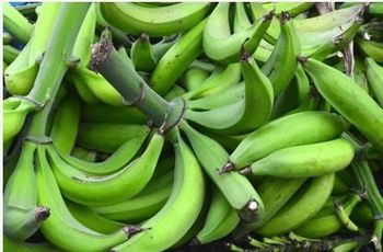 Fresh plantain - NUTRIDIET LDA - United Kingdom