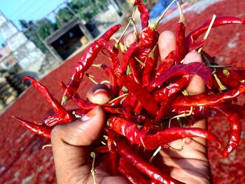Dry Red chilli from Aurora Exim Dry Red chilli - Aurora Exim - in