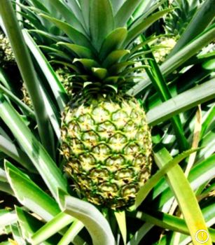 FRESH GREEN EXTRASWEET PREMIUM PINEAPPLE - AGRODESARROLLOS GOMEZ Y MAQUINAY S.A - Costa Rica