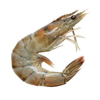 Frozen Vanamei White Shrimp PD Block 900g 16/20 NWNC Form Block Net Count 16/20 Color A2, White Net Weight 800g Shelf Life 2 YEARS - Netfish India - India