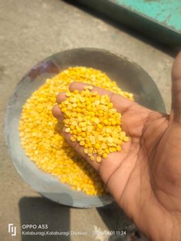 Yellow split pigeon peas from Anuj Yellow split pigeon peas - Anuj - India