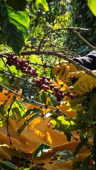 Robusta Natural (High quality) - HAYACA COFFEE - Vietnam