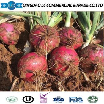 IQF/Frozen Onion Dices From China GMO None Balanched No Shelf Life 2 Yeas HS Code 0710900000 Origin Shandong, China Type Agricultural - Qingdao LC Commercial & Trade Co., Ltd. - China