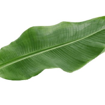 ORGANIC VIETNAMESE BANANA LEAVES - TOP-GRADE EXPORT - TANIS IMPORT & EXPORT COMPANY LIMITED - Vietnam