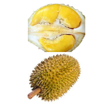 The Best Fresh Durian , Tropical Fruit, Fresh Durian Fruit, Vietnam Export Products, Bangladesh, Turkey, India, China - RHINO TRAN CO., LTD - Vietnam