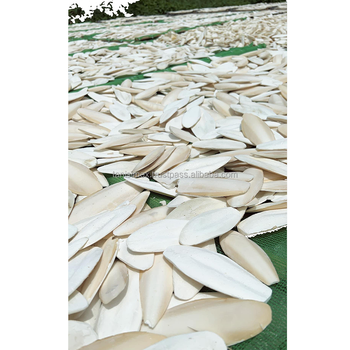 Dry Cuttlefish Bone's Source from factory with wholesale price High quality Cuttlefish bone dried A grade for birds - TANIS IMPORT & EXPORT COMPANY LIMITED - Vietnam