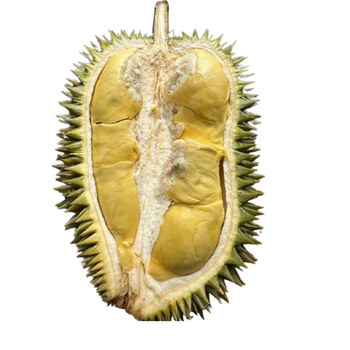 The Best Fresh Durian , Tropical Fruit, Vietnam Export products to China, Thailand, Malaysia, Turkey Fresh Durian Malaysia - RHINO TRAN CO., LTD - Vietnam