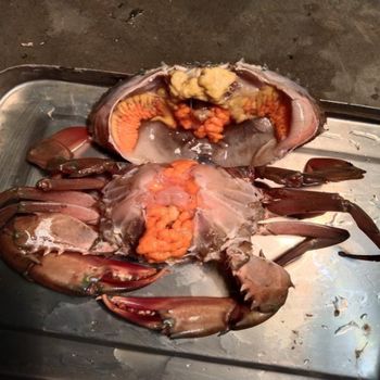 100% Exportable High Quality Fresh Live Crab / Live Mud Crab / Live Seafood - PHAT KIM HOA COMPANY LIMITED - Vietnam