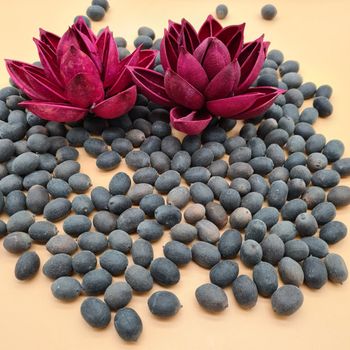 Vietnam lotus flower seeds sorted cleaned Shelf Life 2 Address Vietnam Model Number 01 Content lotus seed Ingredients lotus - EXPO COMMODITIES (VIET NAM) COMPANY LIMITED - Vietnam
