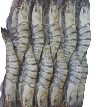 HOT SEASON 2023 Frozen Black Tiger HOSO/ Whole Tiger Prawn Best Price For Sale - TANIS IMPORT & EXPORT COMPANY LIMITED - Vietnam