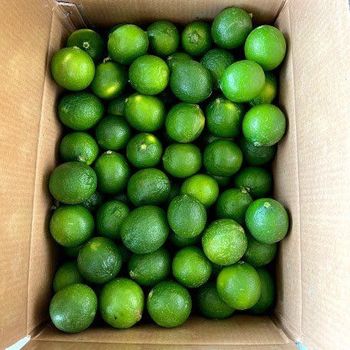 Vietnam fresh seedless lime Grade A Type LIME Style Fresh Color green Shelf Life 1 Content lime Weight (kg) 0.5 Ingredients - EXPO COMMODITIES (VIET NAM) COMPANY LIMITED - Vietnam